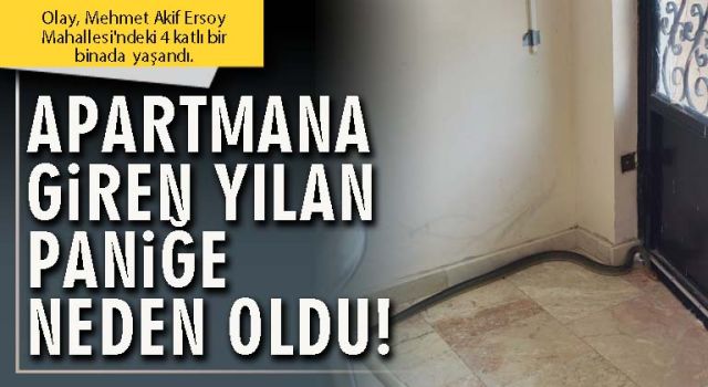 Afyon'da apartmana giren yılan paniğe neden oldu!