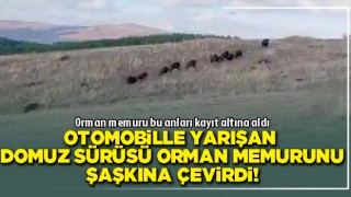 Otomobille yarışan domuz sürüsü orman memurunu şaşkına çevirdi!