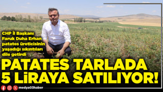 Patates tarlada 5 liraya satılıyor!